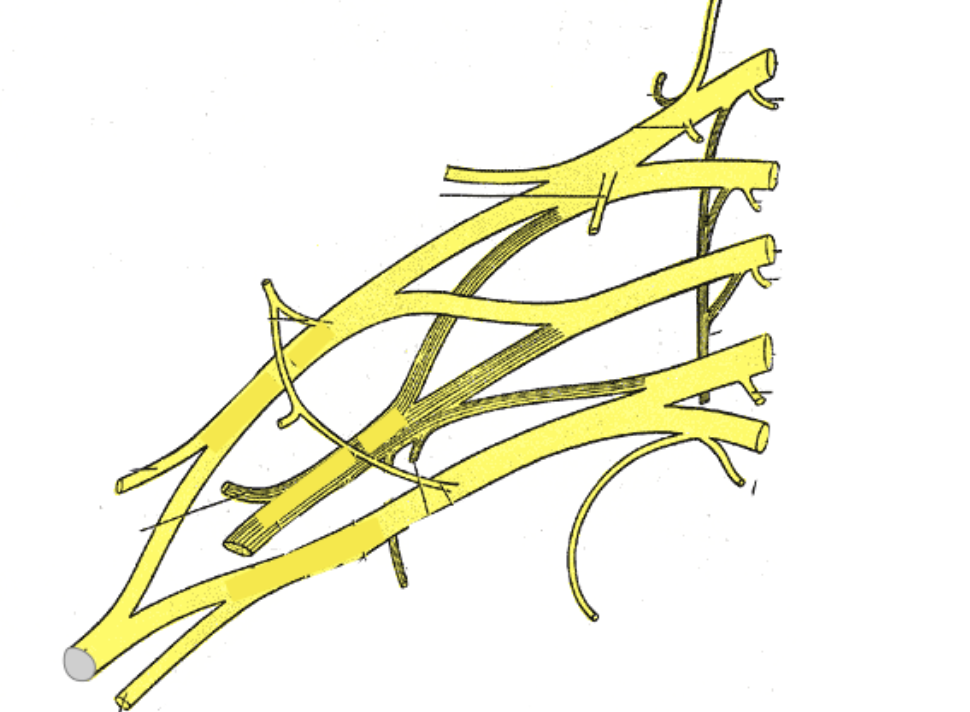 <p>The cords of the brachial plexus are named according to their relationship to the axillary artery. Which cord gives rise to the radial nerve?</p>