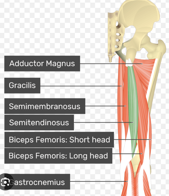 <p>middle hamstring muscle posteriorly</p>