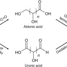 <p>Carboxylic acid at C1</p>