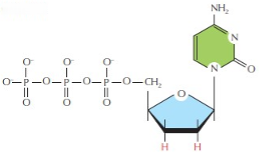 <p><span style="line-height: 16.866667px;">If the structure shown on the right is introduced into a bacterium, what would happen?</span></p>