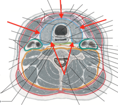 <p>surrounds thyroid gland, larynx, trachea, pharynx, and esophagus</p>