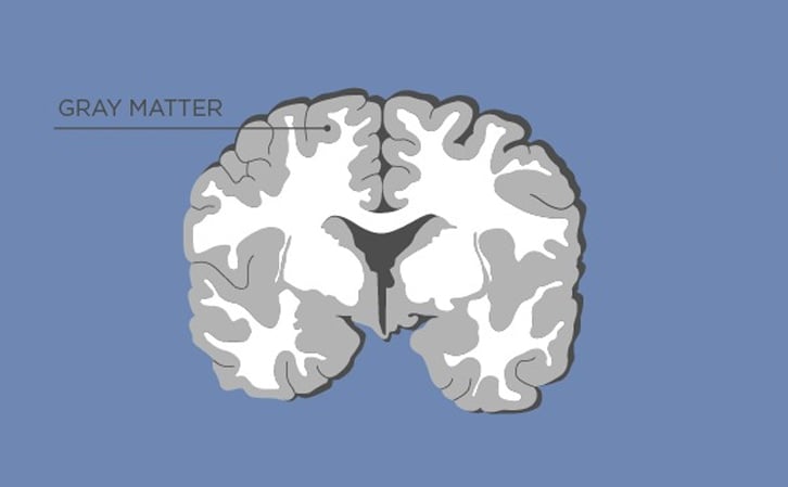 <p>gray matter</p>