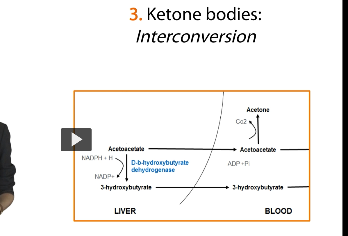 <p><u>Ketone Bodies Interconversion</u></p><p><strong>Aceto-Acetate </strong>(first ketone body produced) however, can be converted into <strong>another ketone body</strong> and into <strong>acetone</strong>, and we will see how that happens in the next slide.</p>