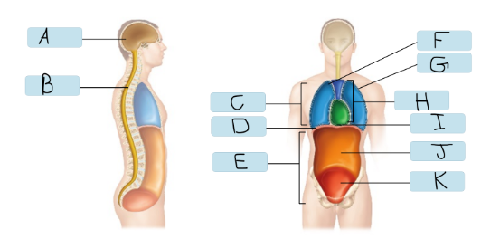 <p>G</p>