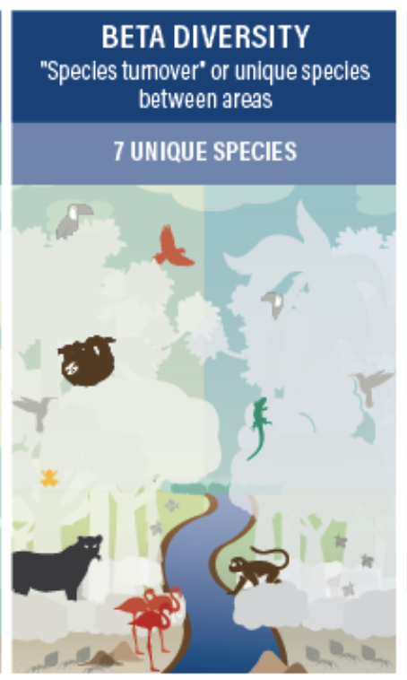 <p>Species turnover or the change in species composition over short distances (between sites). Higher in distinct habitats because they would house different species, species wouldn’t be the same or moving between the two of them</p>