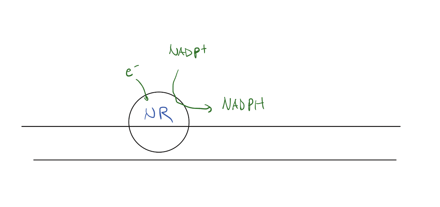 <p>Peripheral membrane protein enzymes that catalyze the reduction of NADH+ to NADPH through the intake of an electron</p>
