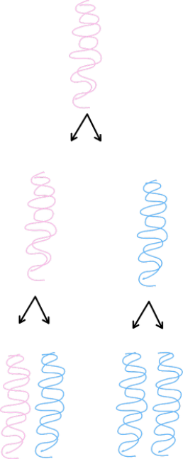 <p>THe original DNA molecule stays completely intact, and an entirely new DNA molecule is made from 2 newly synthesized strands. </p>