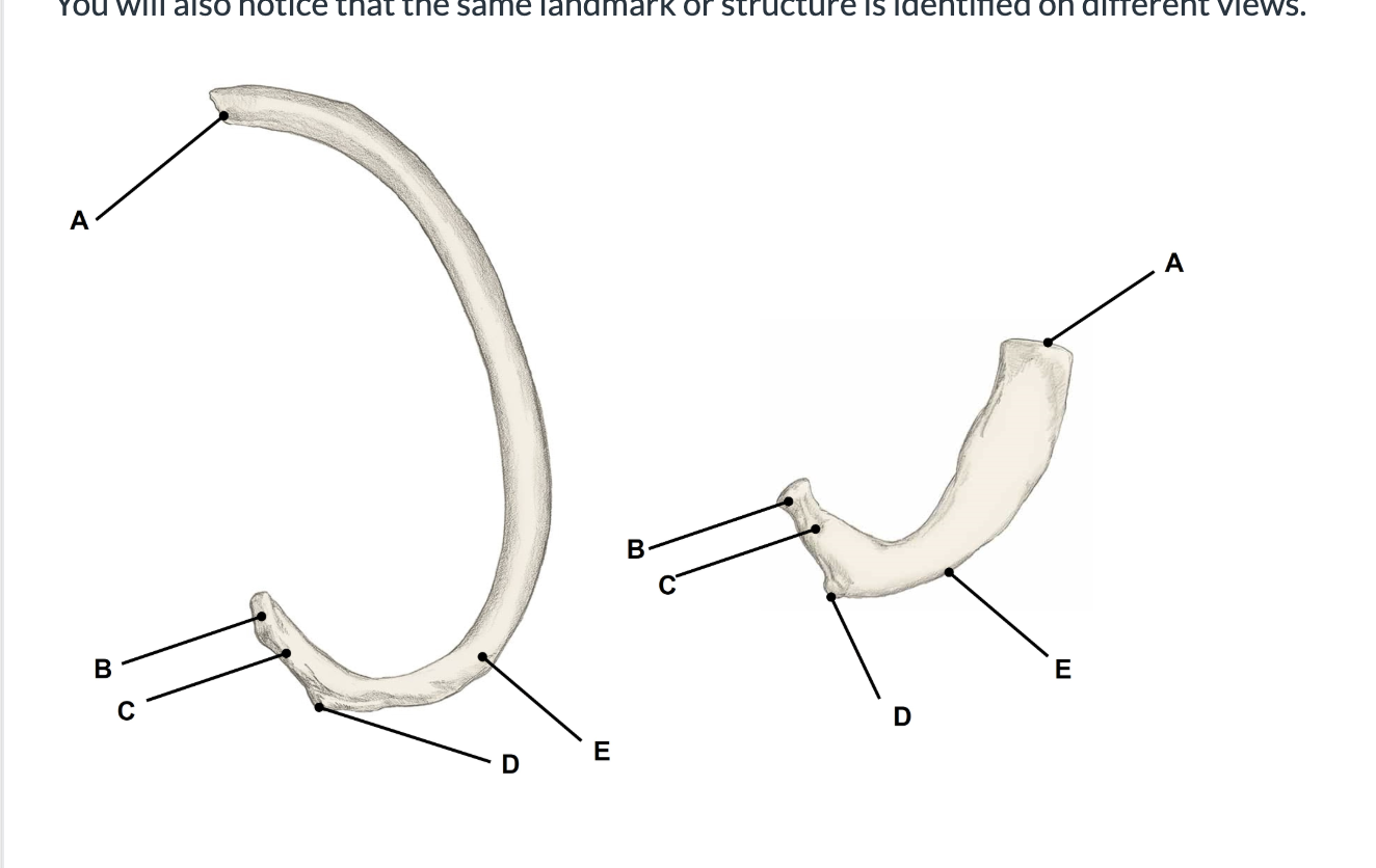 <p>Match the appropriate term with the landmark or structure </p>