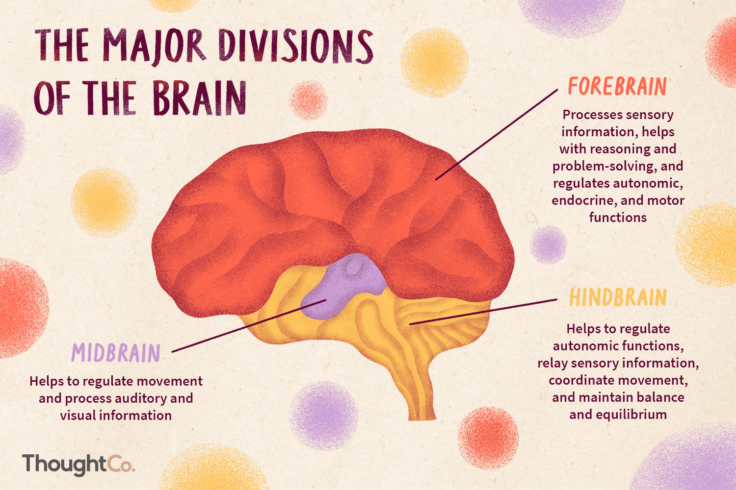<p>What does the brain do? what parts are in the forebrain, midbrain, and hindbrain</p>