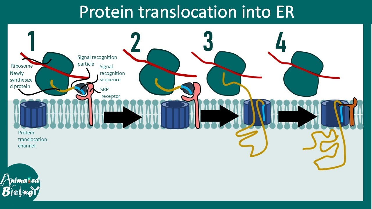 <p>proteins moving from cytosol to ER, mitochondria, or chloroplast must be transported by this protein translocator</p><ul><li><p>located in the membrane </p></li><li><p><strong>requires protein to unfold</strong> before it guides it across hydrophobic interior of membrane</p></li></ul><p></p>
