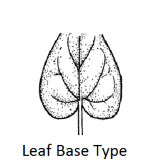 <p>Heart-shaped base with rounded lobes.</p>