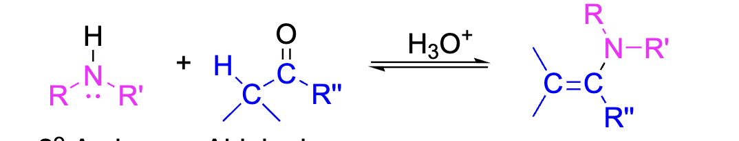 <p>Enamines can be formed when an aldehyde or ketone is reacted with a secondary amine. The Nitrogen attaches to the oxygen in the carbonyl group, and the hydrogen leaves. The double bond is also shifted down. This reaction requires an acid. </p><p>Reagents: Secondary amine + Carboxyl group, H3O+ </p>