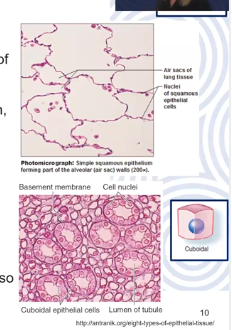 <p>Cells have the appearance of thin scales, nuclei are flat, horizontal, and elliptical</p><p>Function: permeable to let through many substances, allowing for materials to move in or out of the cell (ie gas exchange)</p><p>Found in alveoli (lungs), glomeruli (kidney), and endothelium (blood vessels)</p>