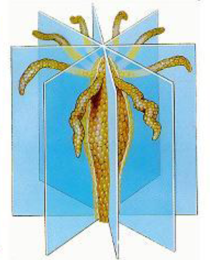 <p>what kind of symmetry</p>