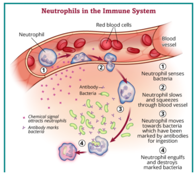 <p>Second Line of Defence - Immune Cells:<br><br><span><strong>White blood cells (leukocytes) </strong>are found in the blood and the lymph and they migrate to the site of infection</span><br><br><span><strong>Histamine: </strong>Released by _ cells to attract white blood cells to the site of infection.</span></p><p class="hideBullet E1351 x-scope qowt-point-para-134 list-type-buNone" style="text-align: left;"><span>Other chemical messengers play a role in this recruitment as well.</span></p>