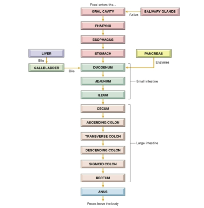 <p>food pathway through GI tract</p>