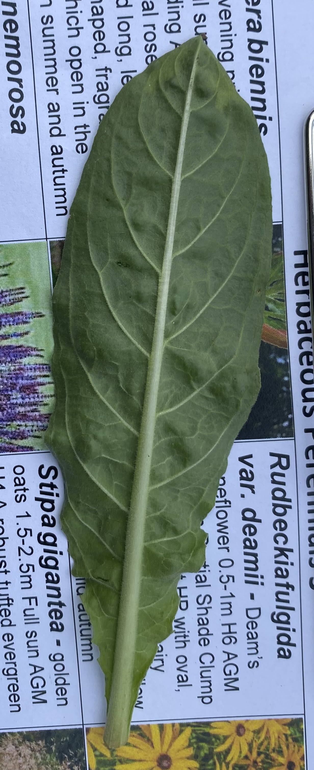 <p><em>Oenothera biennis</em>: deciduous, evergreen or what?</p>