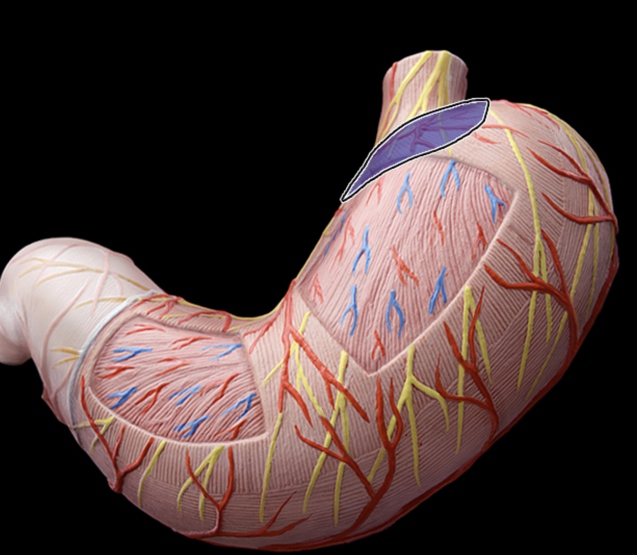 <p>Stomach (Cardia)</p>
