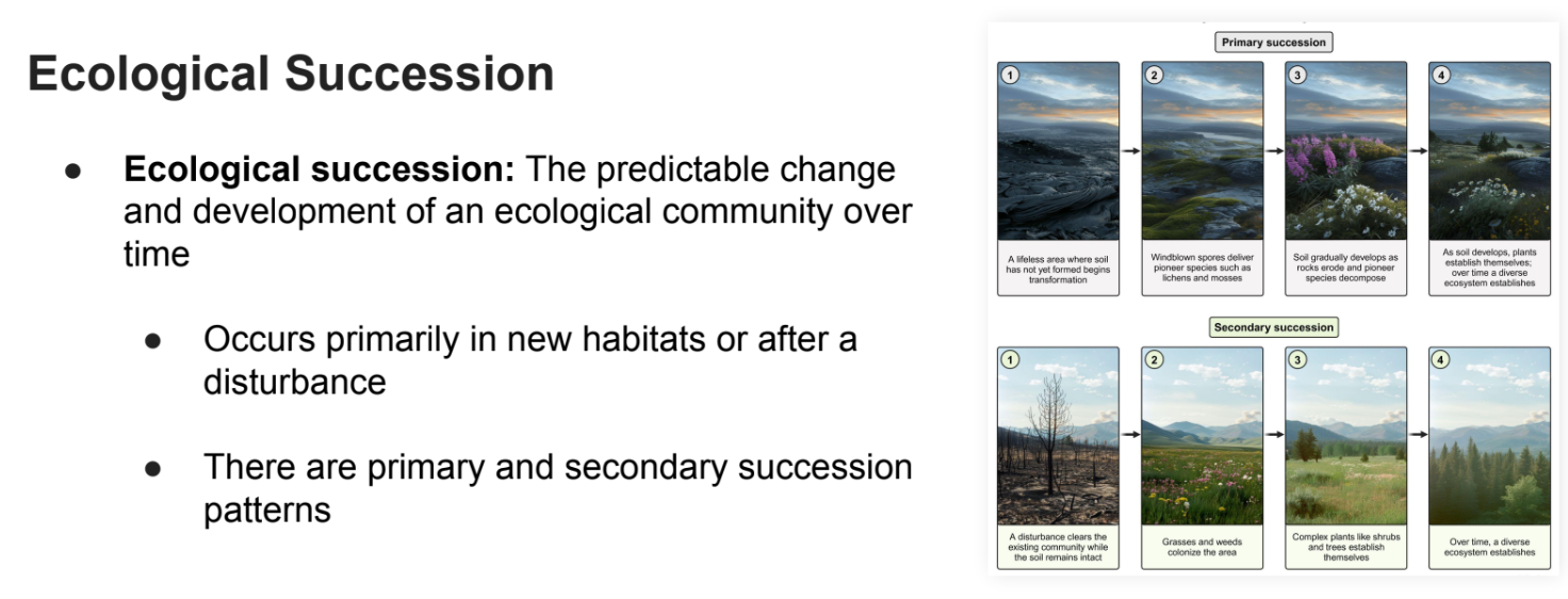 <p>The predictable change and development of an ecological community over time</p><ul><li><p>Occurs primarily in <strong>new habitats</strong> or after a <strong>disturbance</strong></p></li><li><p>There are <strong>primary </strong>and <strong>secondary </strong>succession patterns</p></li></ul><p></p>