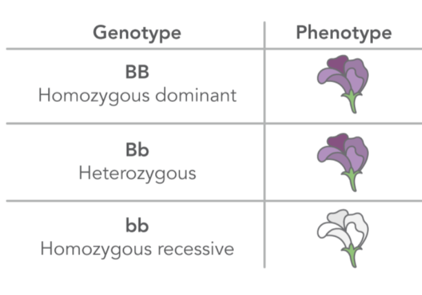 <ul><li><p>Genotype: The combination of alleles you have for a gene </p><ul><li><p>The actual letters => “Bb”</p></li></ul></li><li><p>Phenotype: The physical expression of the gene</p><ul><li><p>Brown hair, green eyes, etc.</p></li></ul></li></ul><p></p>