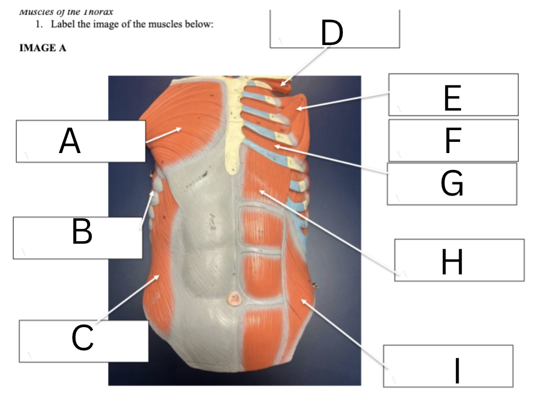 <p><span>Label the thoracic and abdominal muscles and functions</span></p>
