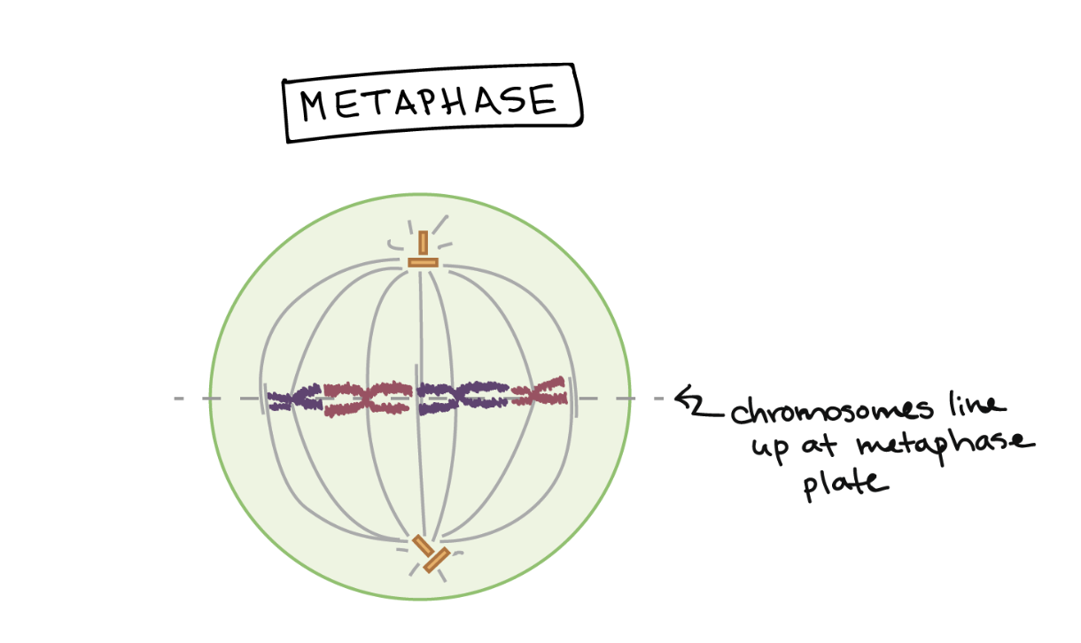 <p>Spindle captures all chromosomes and lines them up at the middle (metaphase plate)</p>