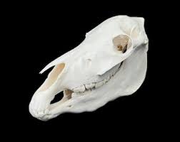 <p>Mesaxonic, projecting long and narrow nasal bone, selenolophodont</p>