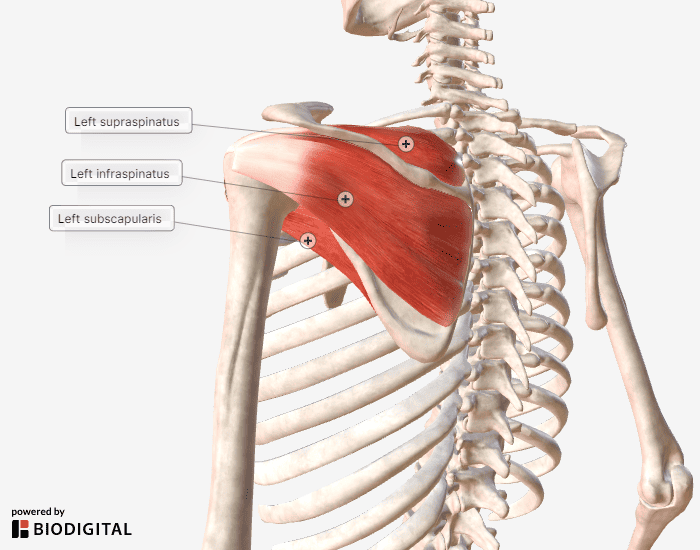 <p><span style="background-color: transparent;">Subscapular fossa; humerus lesser tubercle | Medial rotation (under scapula) </span></p>