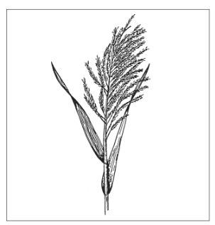 <p>Identify the species</p>