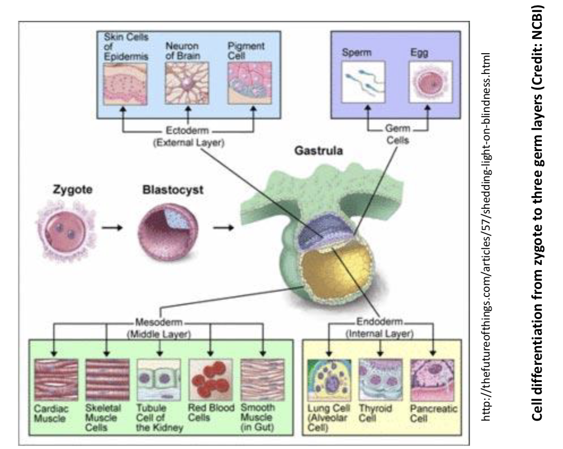 <p>from stem cells to differentiated cells</p>