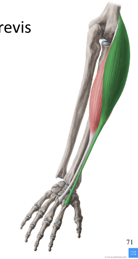 <p>extensor carpi radialis longus and brevis</p>