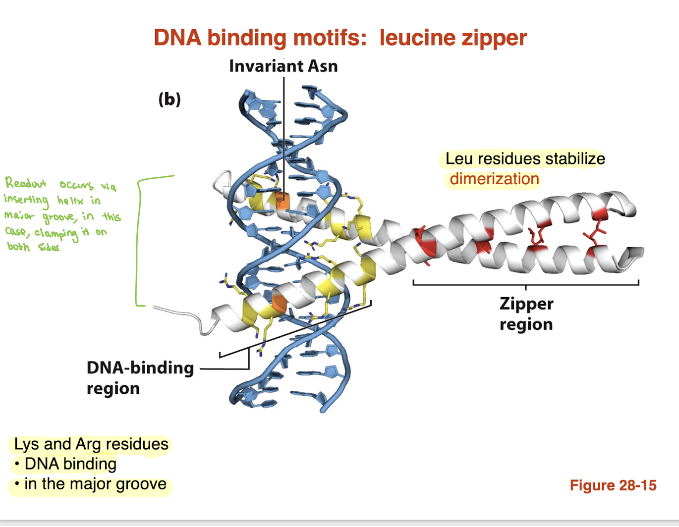 <ul><li><p><strong>Leucine zipper:</strong> motif with repeating <strong>Leu residues</strong> that form a <strong>coiled-coil dimer (dimerization)</strong></p></li><li><p>Two helices “zip” together → <strong>dimer formation</strong></p></li><li><p>DNA-binding region contains <strong>basic residues (Lys, Arg)</strong></p></li><li><p>These helices insert into the <strong>major groove</strong></p></li><li><p>Protein binds DNA by <strong>clamping onto both sides</strong></p></li></ul><p>→ Combines <strong>dimerization (Leu)</strong> + <strong>DNA recognition (Lys/Arg in major groove)</strong></p>