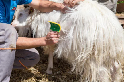 <p>a type of fiber goat, produces fiber of the same name, high valley in the Himalayas</p>