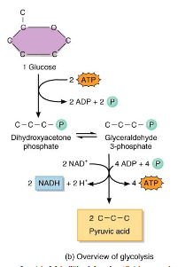 <ul><li><p>1st step in cellular respiration</p></li><li><p>one 6-carbon molecule of glucose into two 3-carbon molecules of pyruvate (pyruvic acid) in a series of steps</p></li><li><p>It occurs in the cytoplasm/cytosol</p></li><li><p>It does not require oxygen</p></li></ul><p>Glucose is</p><ul><li><p>Phosphorylated with ATP</p></li><li><p>Oxidized</p></li></ul><p>Phosphorylates ATP</p><ul><li><p>Broken down to pyruvate</p></li><li><p>Produces</p><ul><li><p>2 net ATP</p></li><li><p>2 NADH</p></li><li><p>2 pyruvate</p></li></ul></li></ul><p></p>