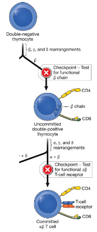 <p>are thymocytes that express both CD4 and CD8 markers and a fully rearranged TCR, indicating they are further along in T cell development and are primarily found in the thymic cortex. </p>