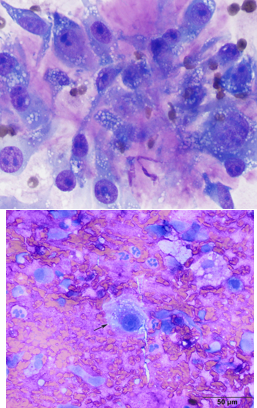 <p>Cytology of mesenchymal cells</p>