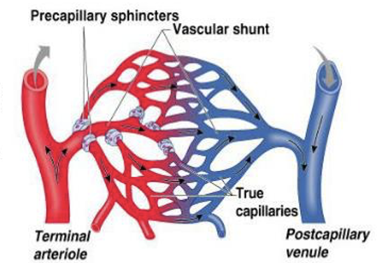 <p>Precapillary sphincters open</p>