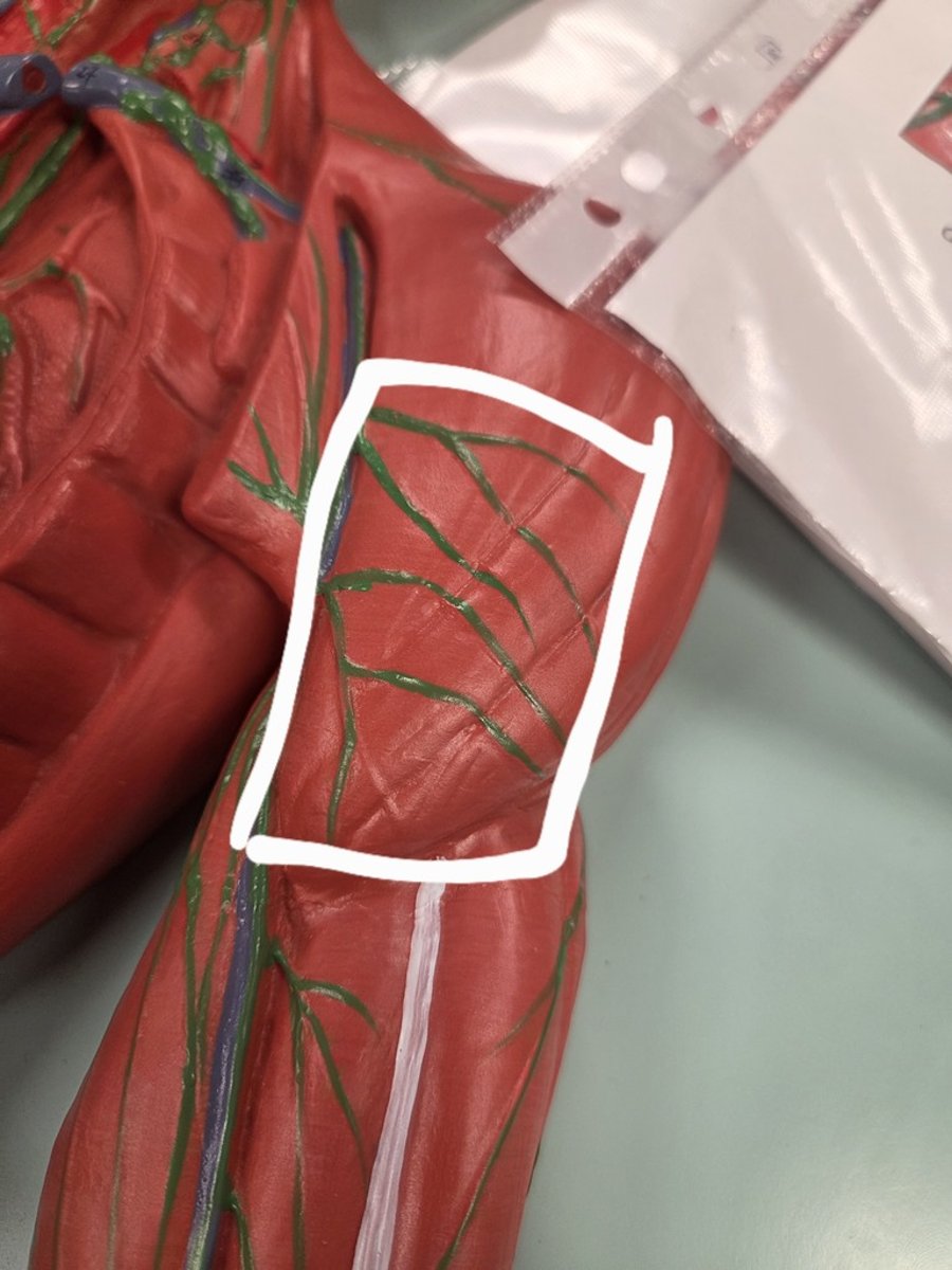 <p>What are these branches called?</p>