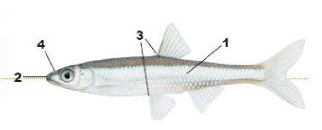<p>1) slender, elongate body</p><p>2) large mouth on long snout</p><p>3) dorsal fin over pelvic fin</p><p>4) two black crescents between nostrils</p>