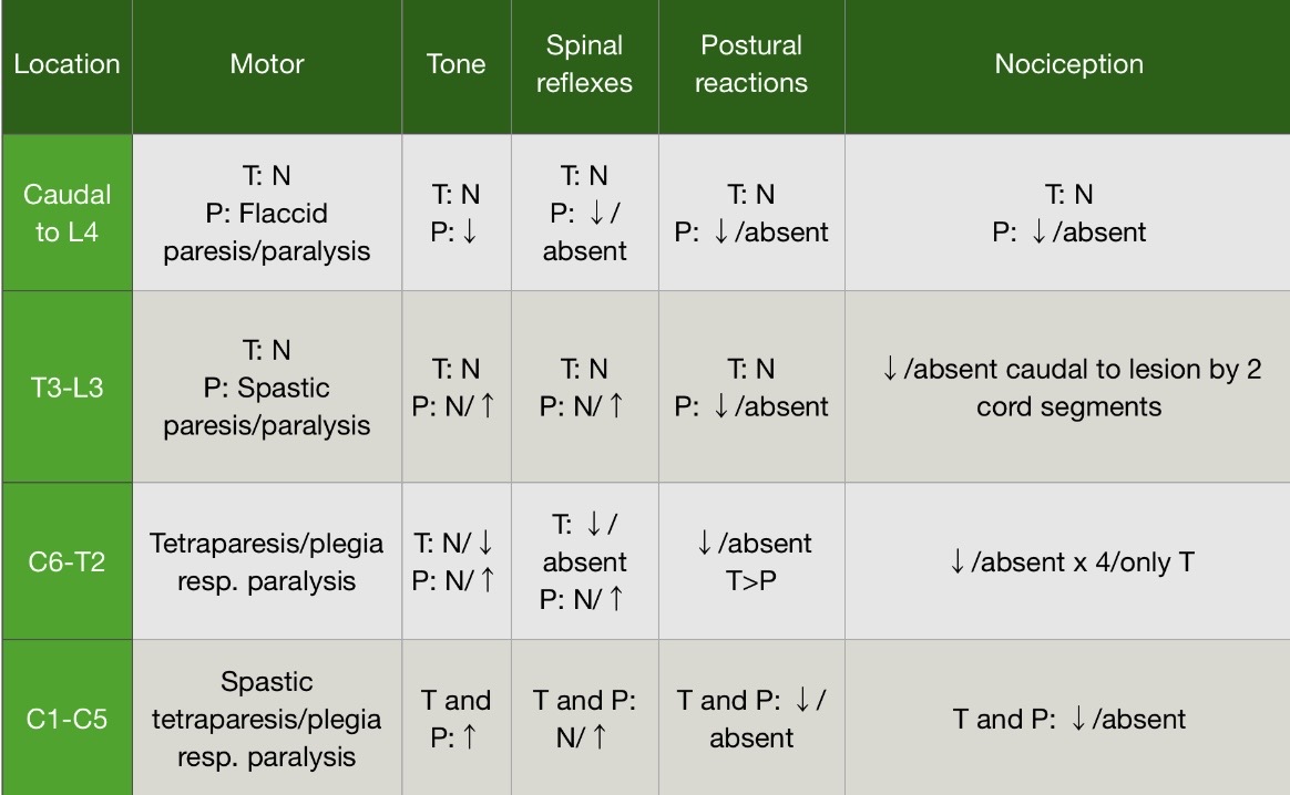 <p>Localisation of Spinal Cord Lesions</p>