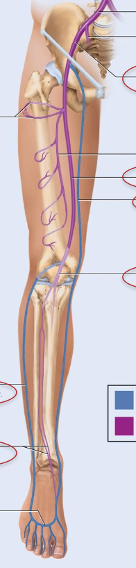 <p>veins of lower limb</p>