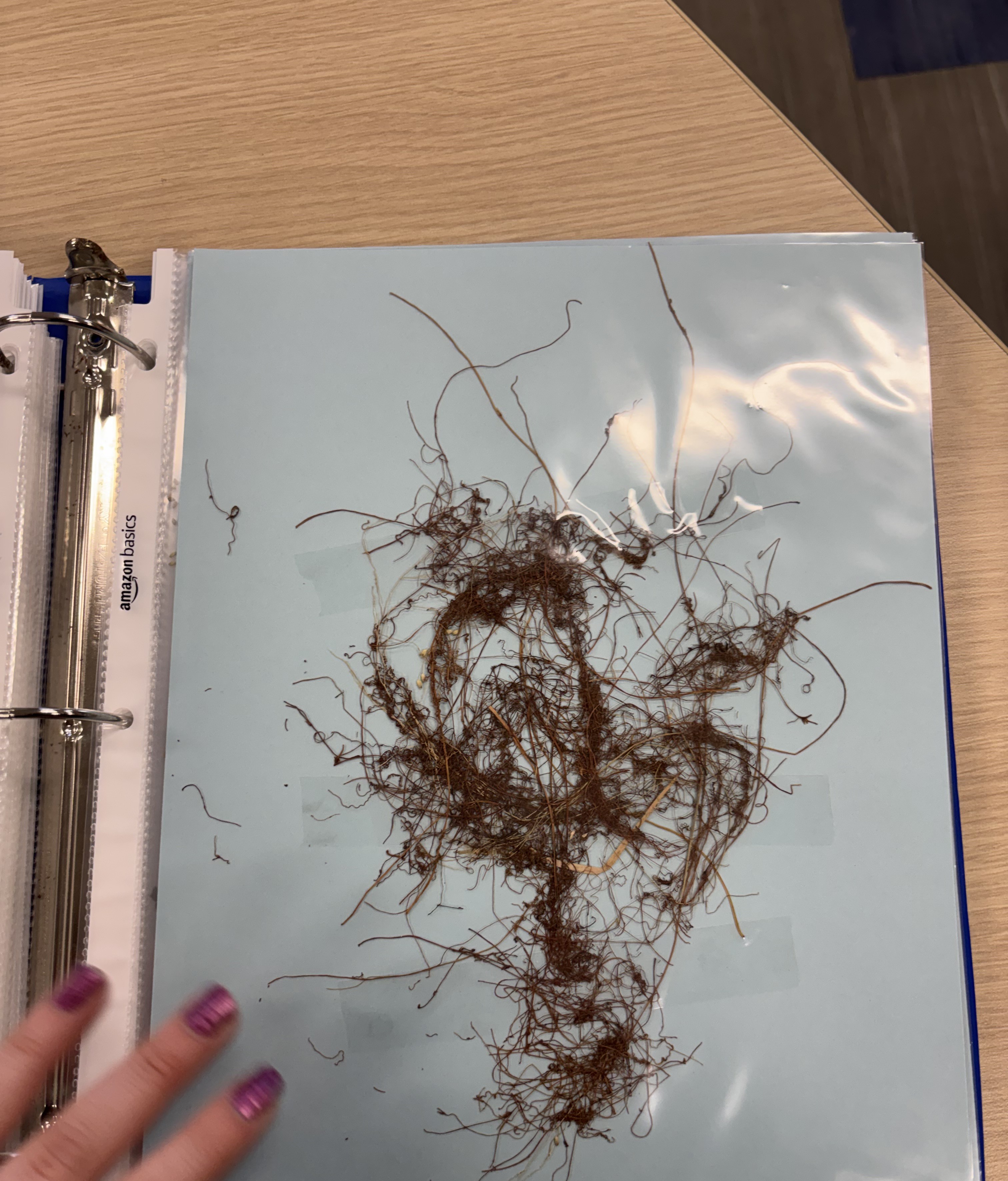 <p>Dodder</p>