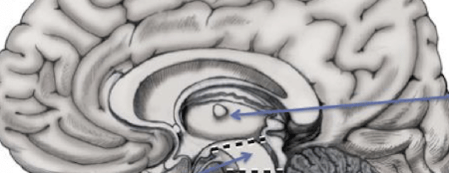<p>Diencephalon (thalamus, hypothalamus)</p>