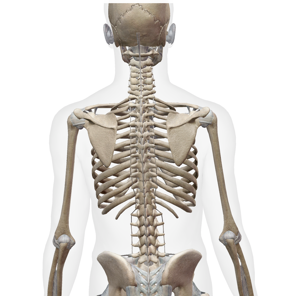 <p>Where is the Thoracic vertebrae?</p>