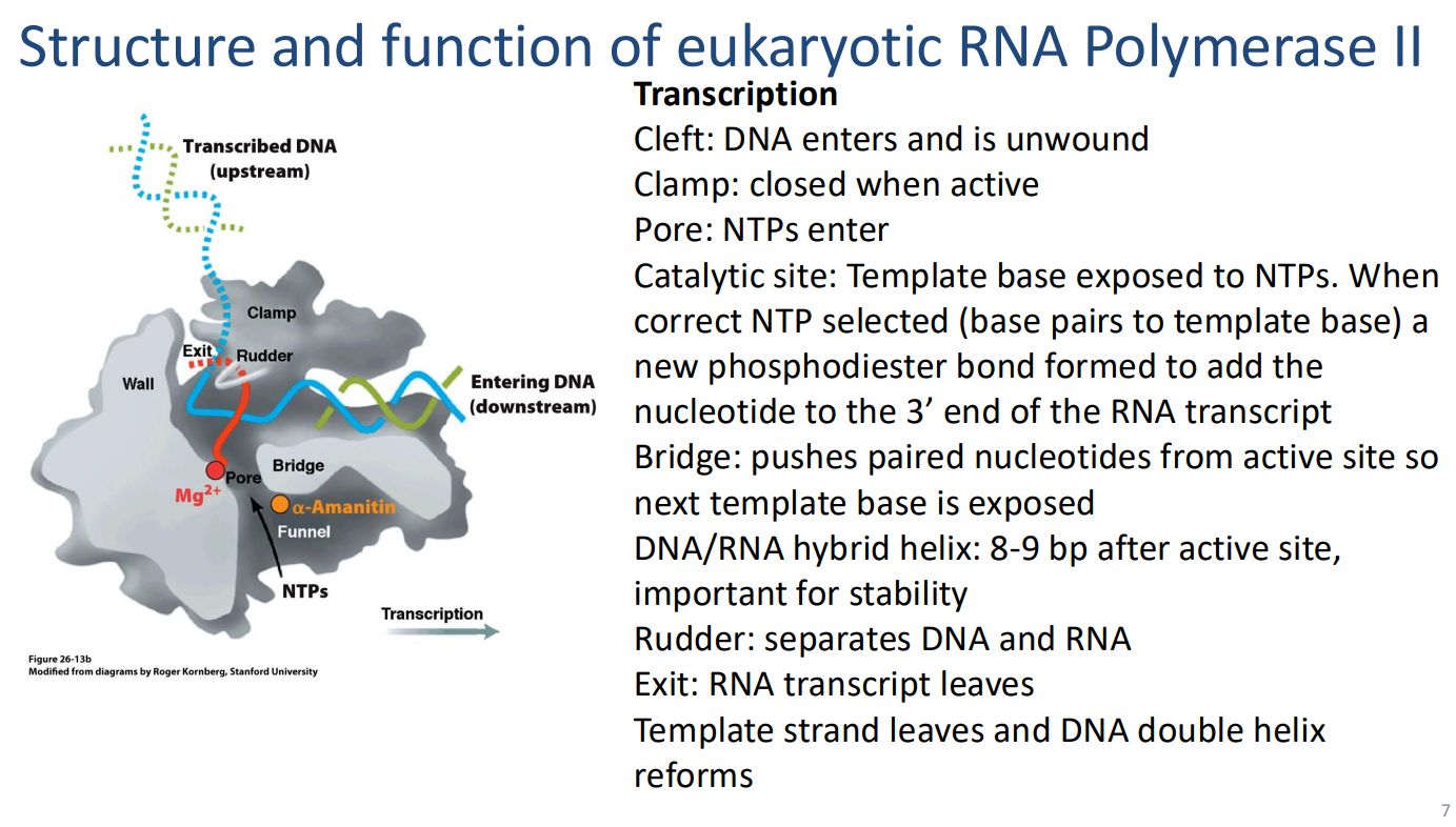<p>Transcription</p><p>Cleft: DNA enters and is unwound</p><p>Clamp: closed when active</p><p>Pore: NTPs enter Catalytic site: Template base exposed to NTPs. When correct NTP selected (base pairs to template base) a new phosphodiester bond formed to add the nucleotide to the 3’ end of the RNA transcript</p><p>Bridge: pushes paired nucleotides from active site so next template base is exposed</p><p>DNA/RNA hybrid helix: 8-9 bp after active site, important for stability </p><p>Rudder: separates DNA and RNA</p><p>Exit: RNA transcript leaves</p><p>Template strand leaves and DNA double helix reforms</p>