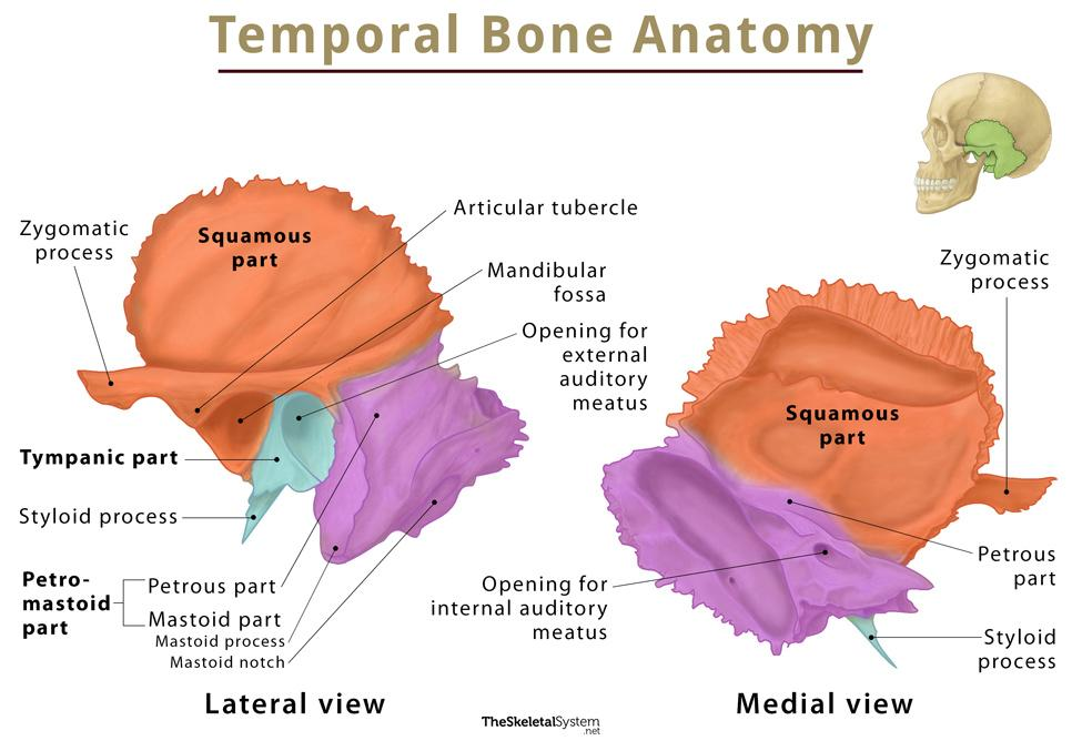 <p><strong>Most massive region </strong>of the <strong>temporal bone</strong> contributing to the cranial base</p>