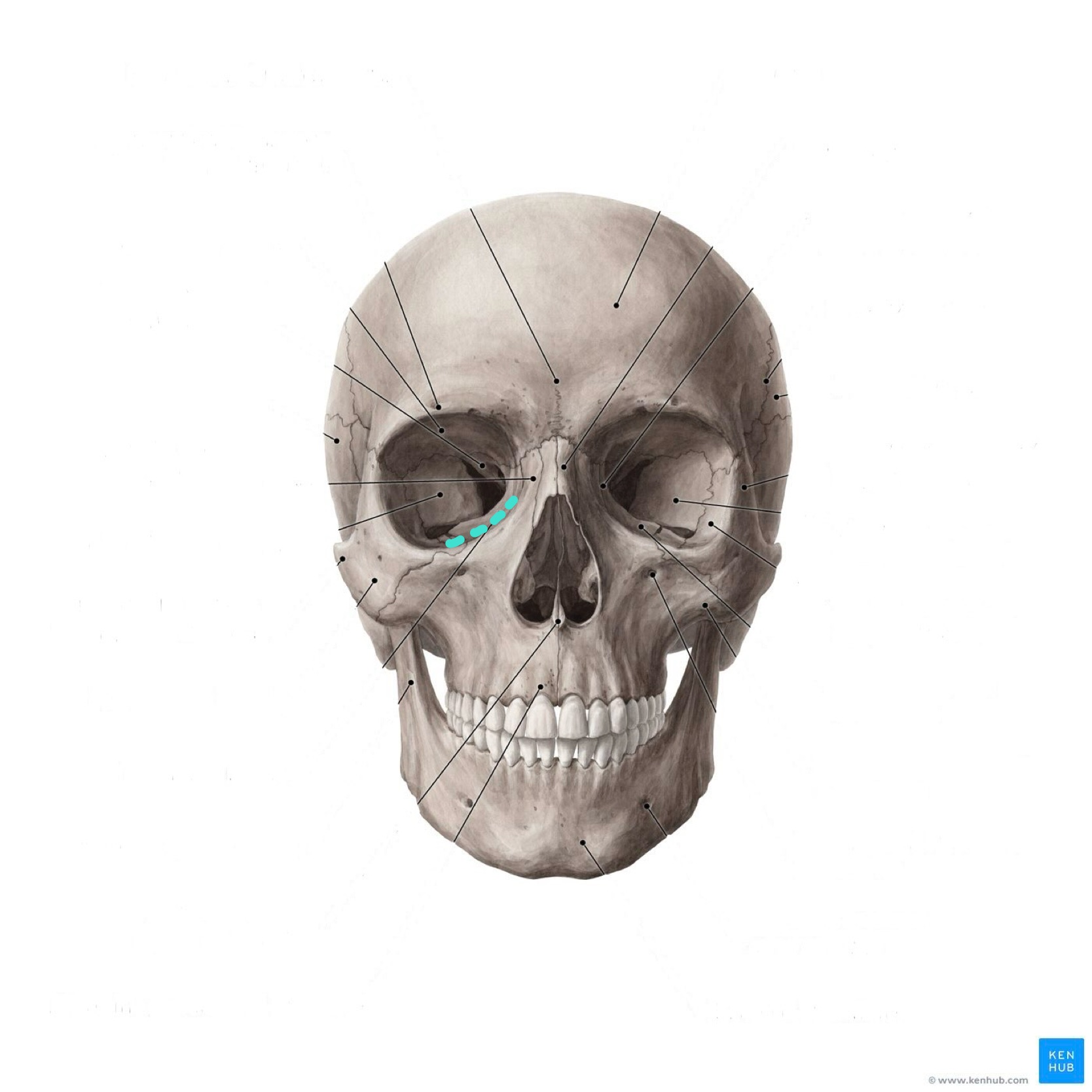 <p>What is the highlighted bony landmark</p>