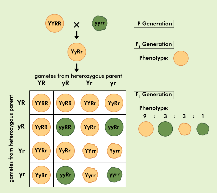 <p>Dihybrid Crosses</p>
