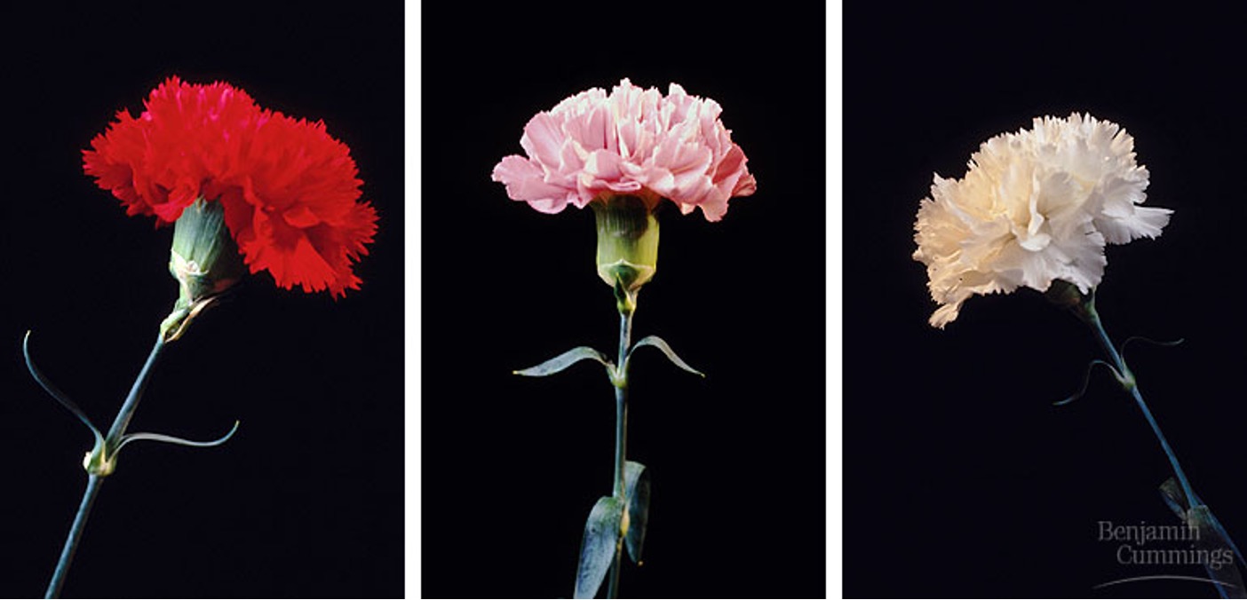 <p>heterozygote has an intermediate phenotype </p><ul><li><p>genotypic and phenotypic ratios are the same, not blending</p></li><li><p>arex: flower color in carnations</p></li></ul><p></p>