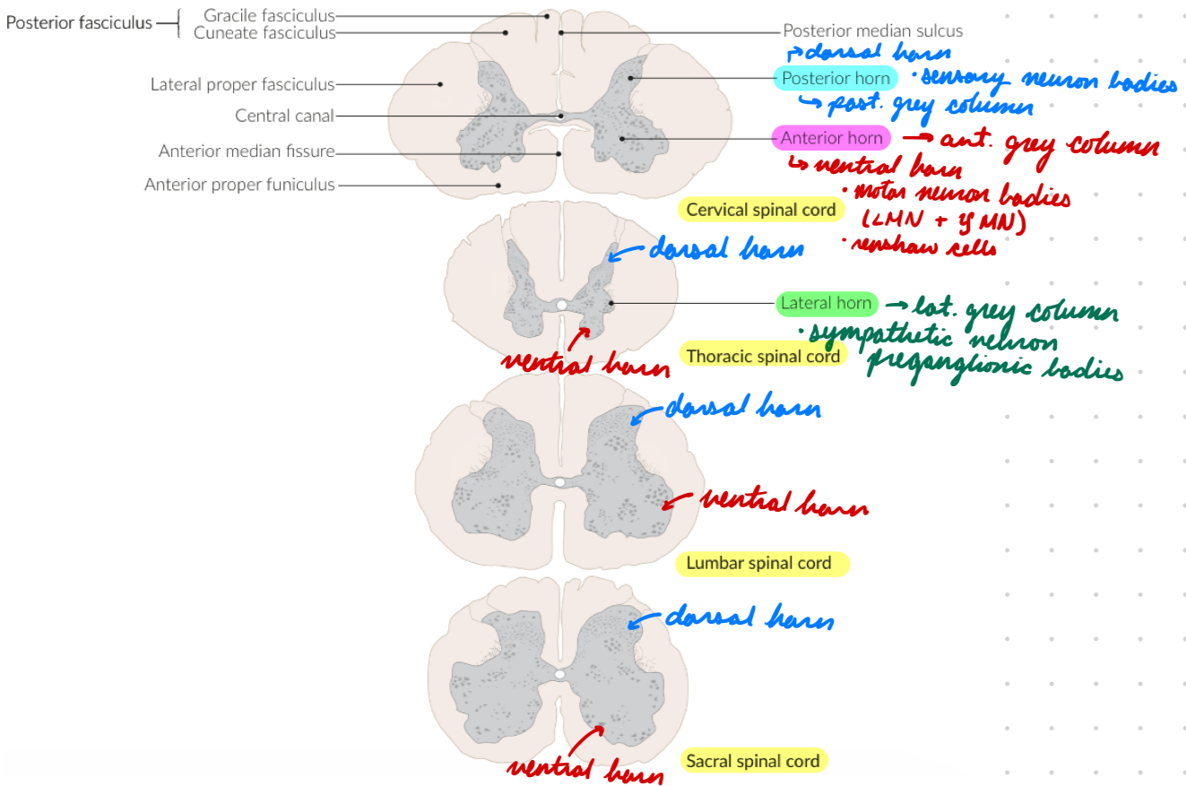 <p>Posterior grey column</p><p>Contain: Sensory neuron cell bodies</p><ul><li><p>Spinal reflexes</p></li></ul><p></p>